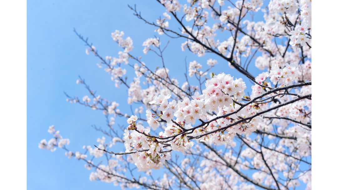 Cherry blossom branches in full bloom against a bright blue spring sky.