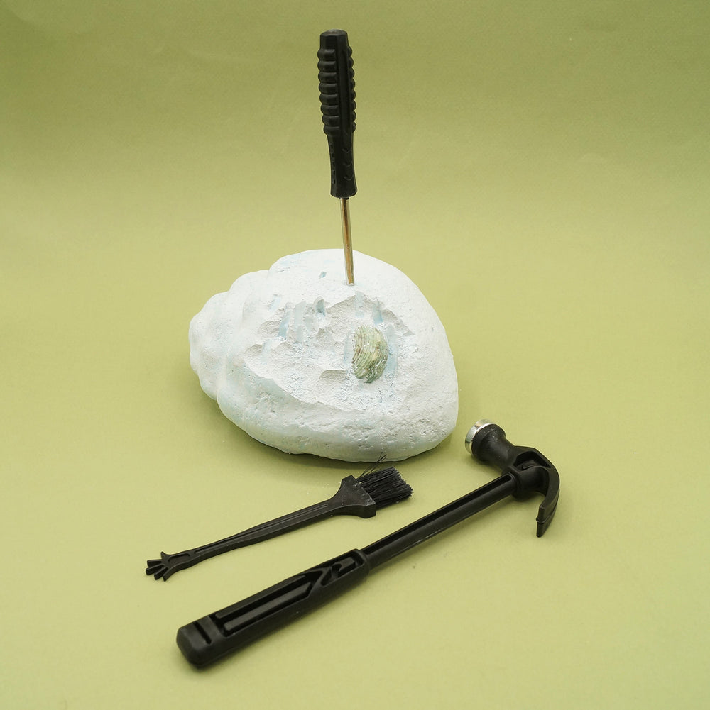 a compacted seashell containing seashells to excavate, pick, brush, and hammer.